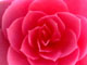 Camellia 'EG Waterhouse'