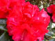 Rhododendron 'Noyo Chief'