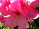 Rhododendron 'Ethel Stocker'