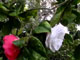 Camellia 'Tomorrow's Tropic Dawn'